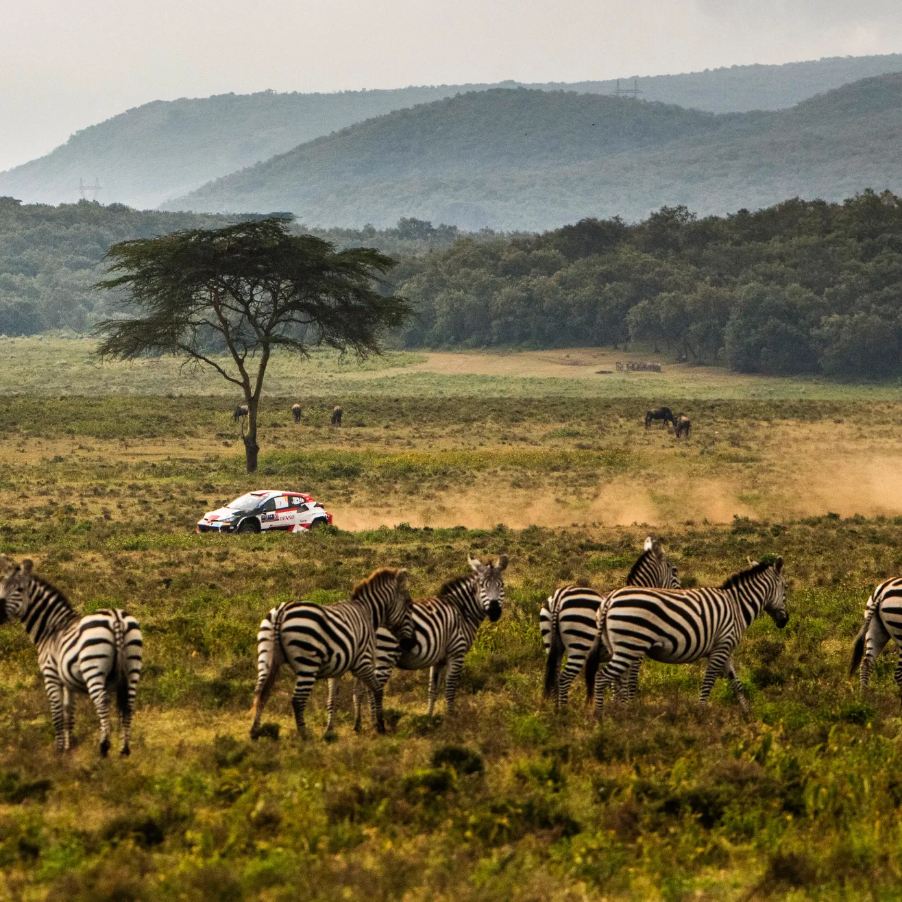 Safari-ralli 2024 (Red Bull)