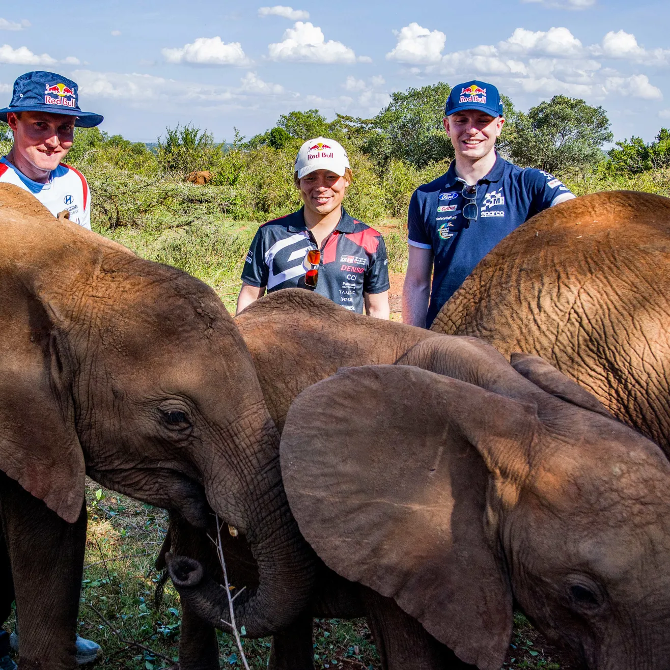 Katsuta, Fourmaux ja McErlean safarilla (Red Bull)